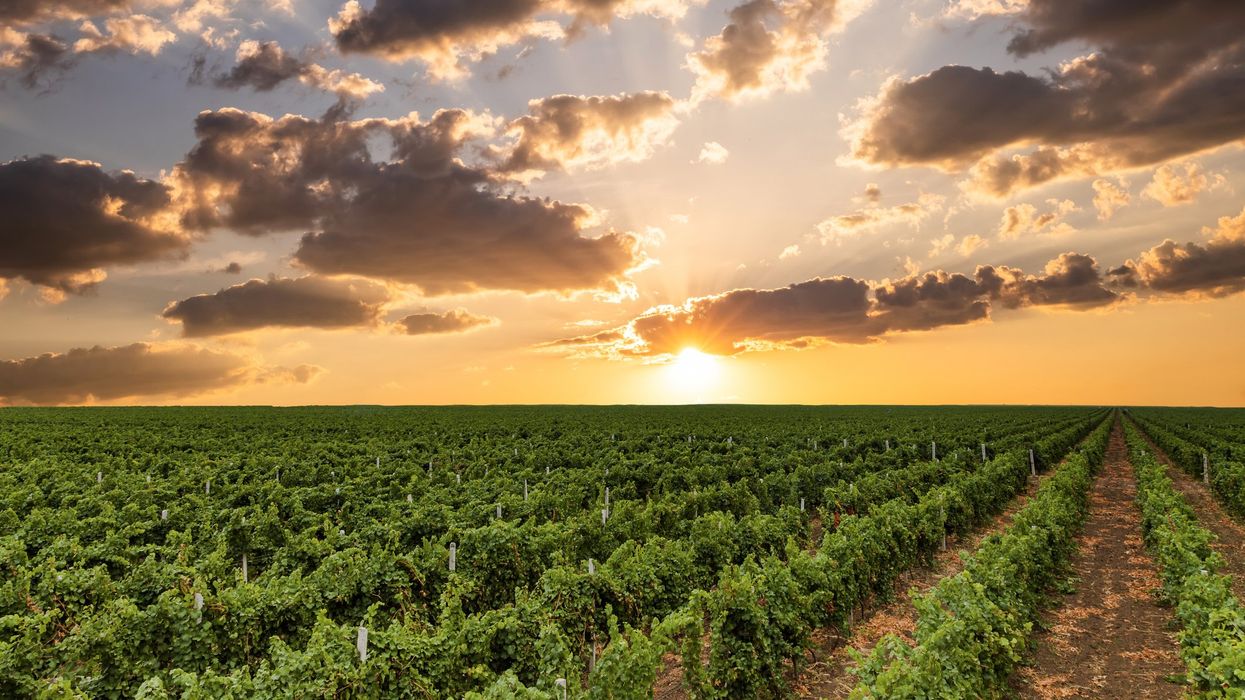 Poetry, Democracy, and the Vineyard of Renewal