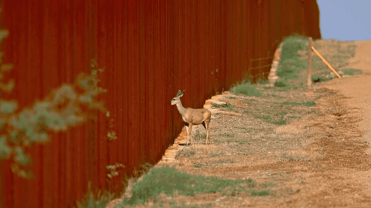 a deer pokes its head through the border wall into mexico