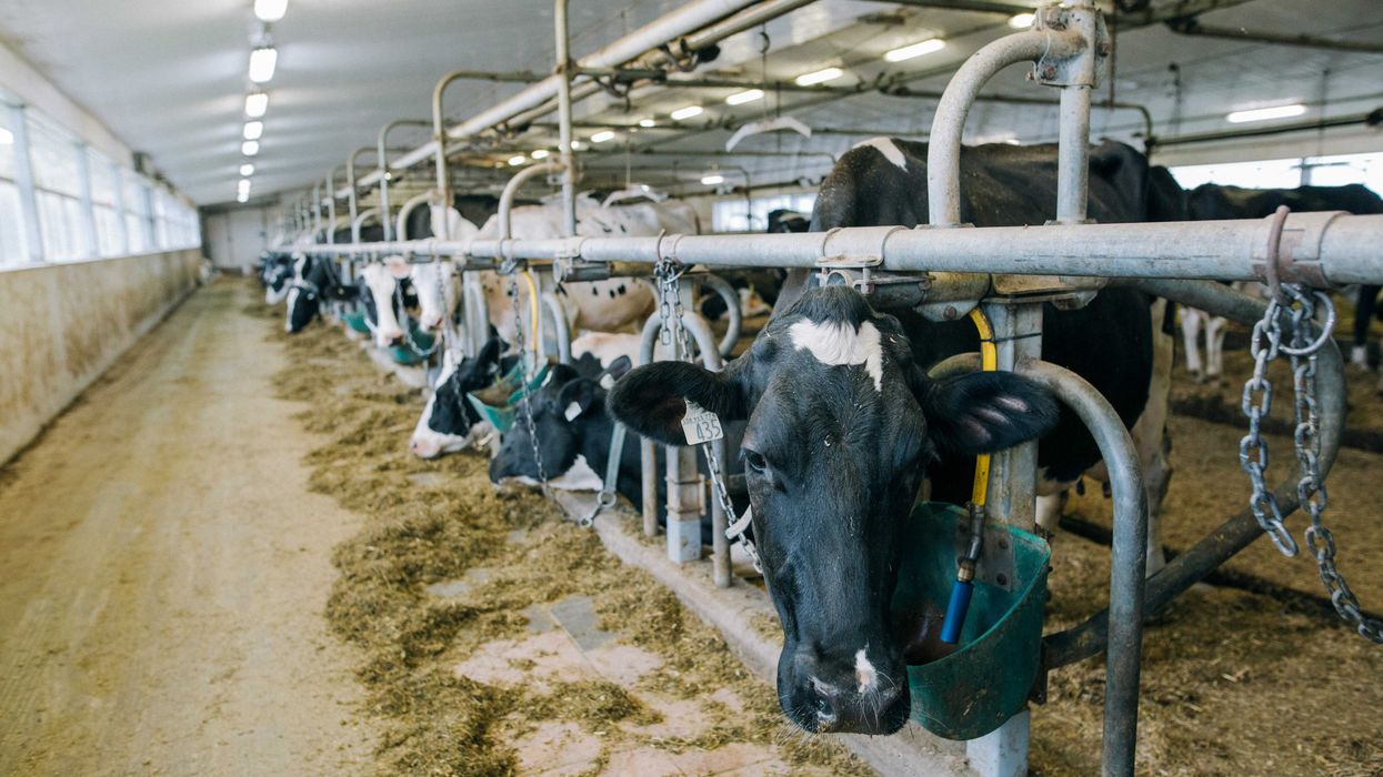 After ICE Raid, Wisconsin’s Dairy Labor Crisis Deepens