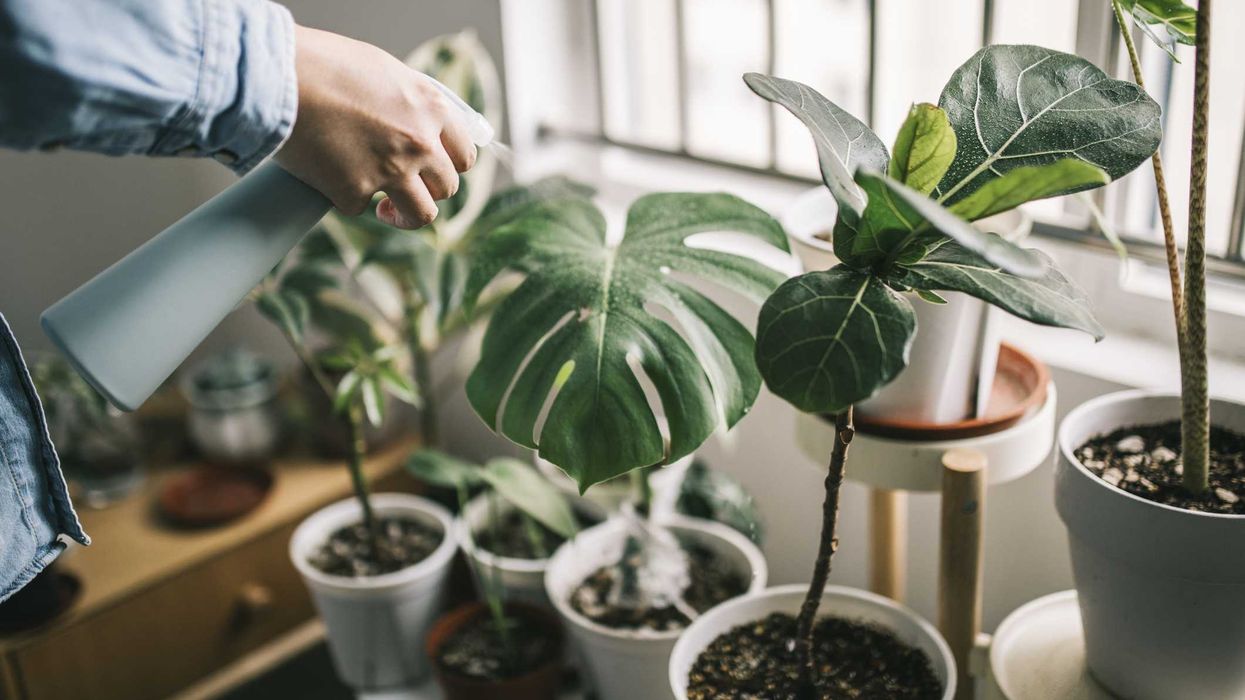A person misting water on their indoor plants.