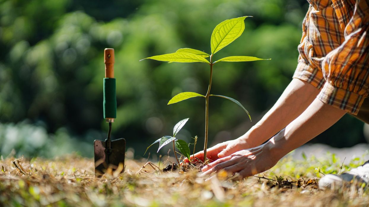 A person planting a tree.