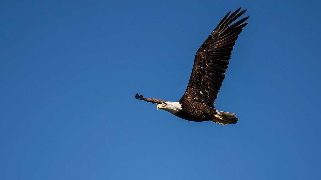 As the Earth Rumbles, the Sky Calls, LaLu, the Eagle, Wants To Speak!
