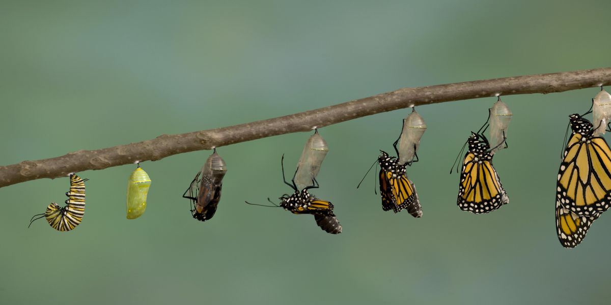 Butterflies emerging