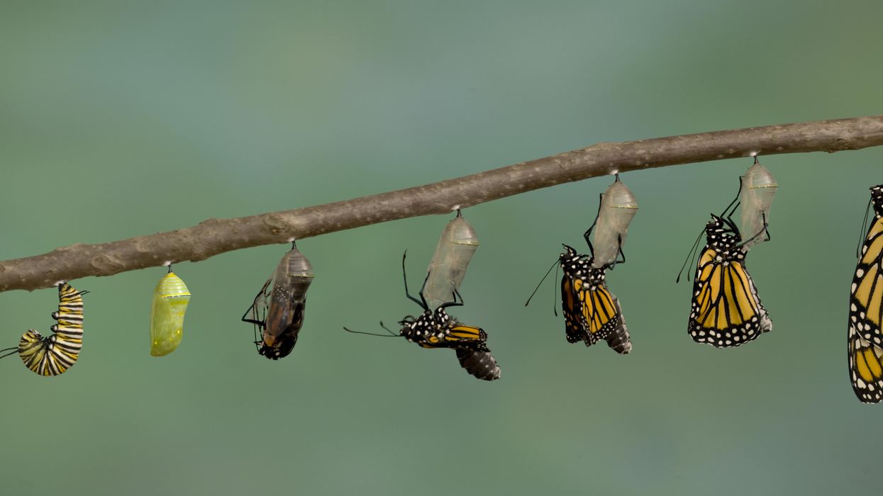 Butterflies emerging