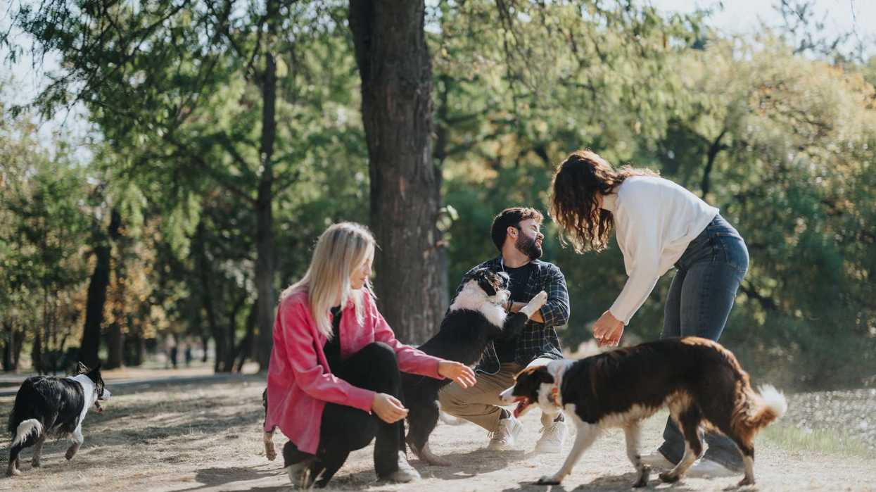 Carefree Friends Enjoying a Sunny Day in the City Park with Playful Dogs