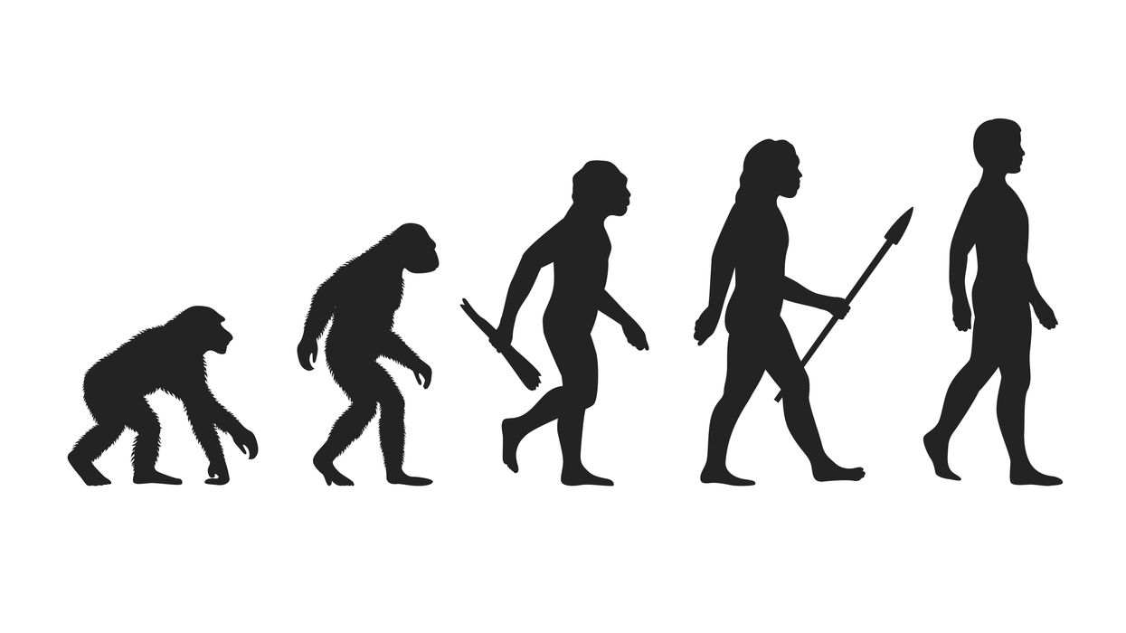 Drawing of the theory of evolution