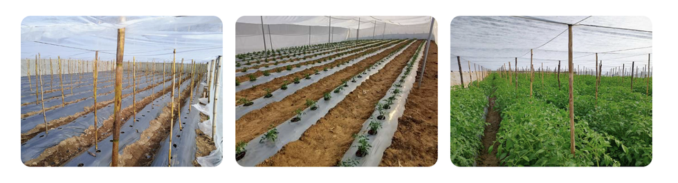 First Picture: The agrotextile and bamboo poles set up in the tent just as the tomatoes were planted. Second Picture: Tomato plants beginning to grow. Third Picture: Tomato plants almost fully grown in the agrotextile tent. 