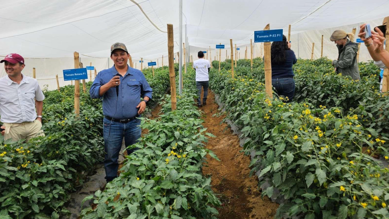 Guatemalan workers farming tomatoes using tools provided by the UVG Climate Smart Agriculture Project.