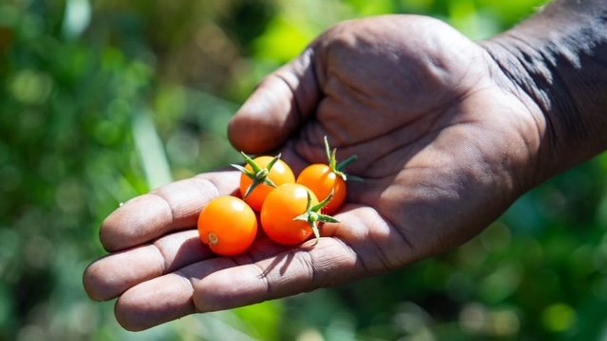 Prescribing Produce, Powering Markets: How D.C. Is Rethinking Food Access As Health Policy