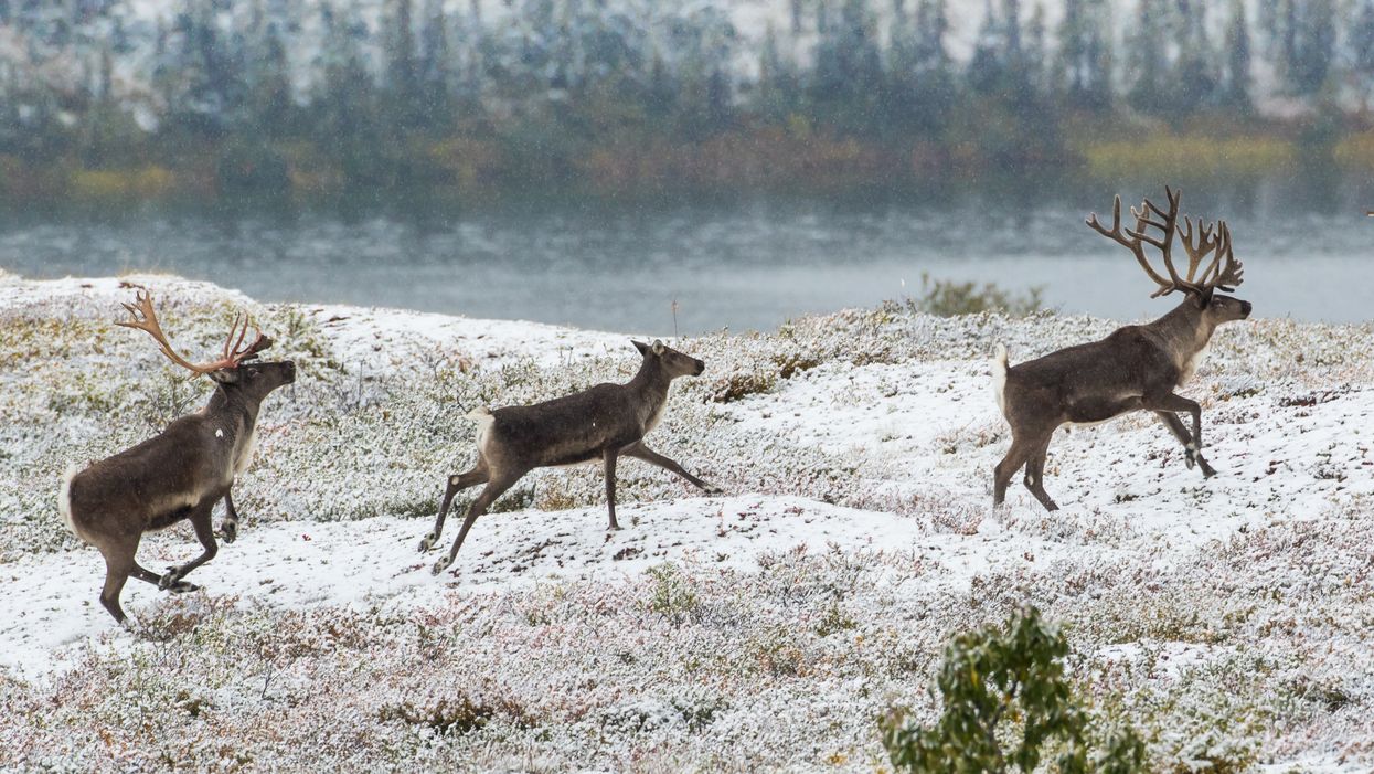 Alaska’s ranked-choice voting, open primary plan a step closer to the November ballot