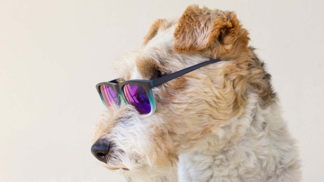 I can learn how to socialize better from my dog