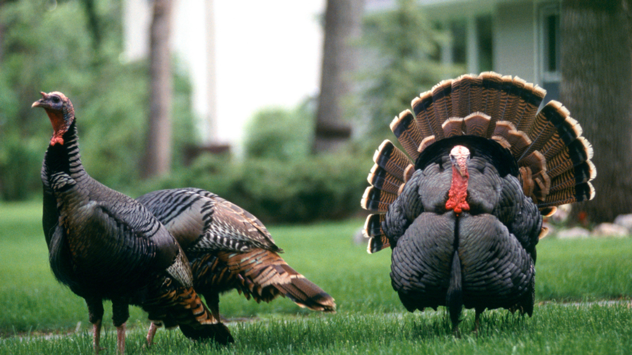 Thanksgiving and three of the top four of Mount Rushmore