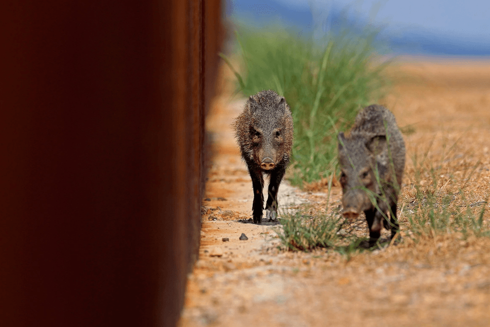 Javelinas pace along the U.S.-Mexico border in the San Bernardino National Wildlife Refuge