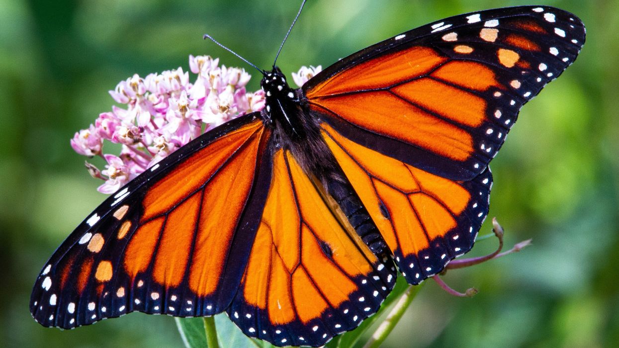 Proposals Aim to Support Declining Monarch Butterfly