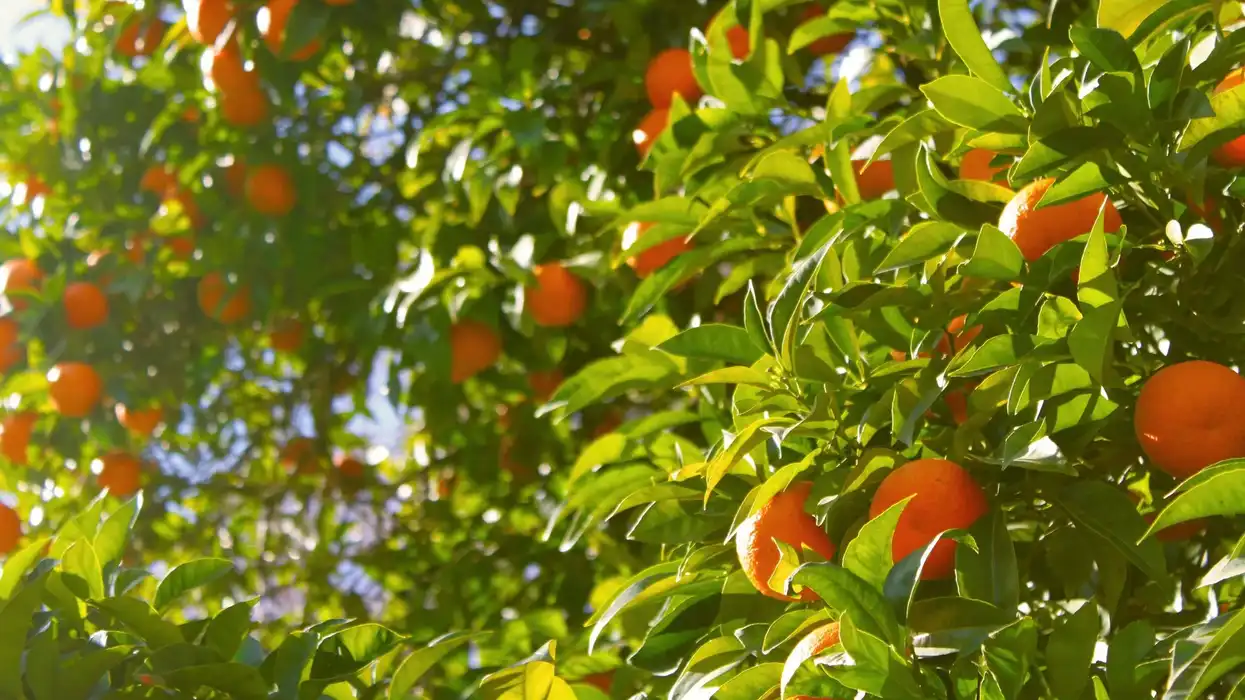 Is Climate Change a Driver of Inflated Food Prices? Lessons From Florida