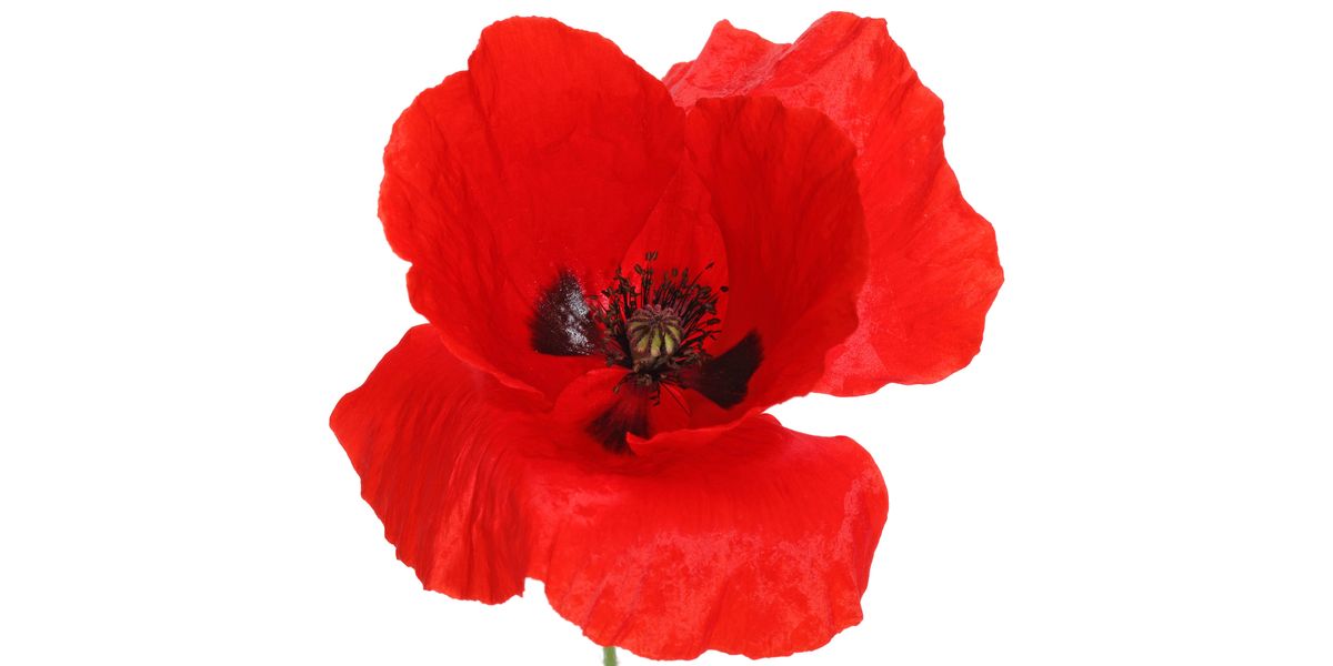 red poppy