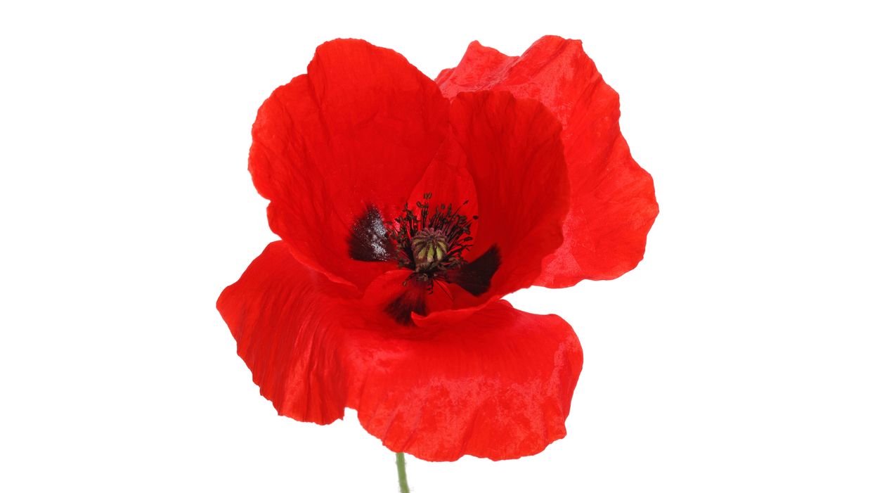 red poppy