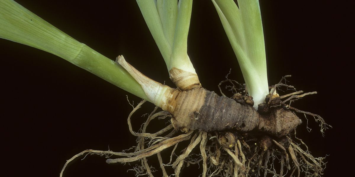 Can the mighty rhizome teach us how to find a new social paradigm?