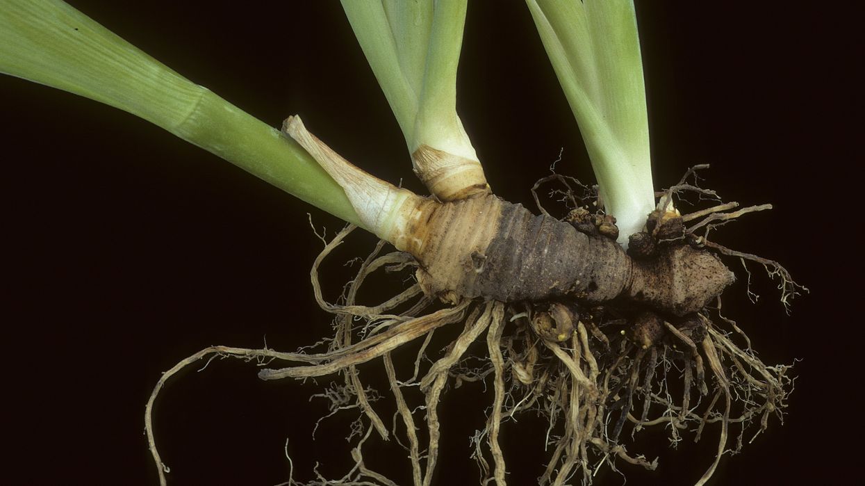 Root of Iris