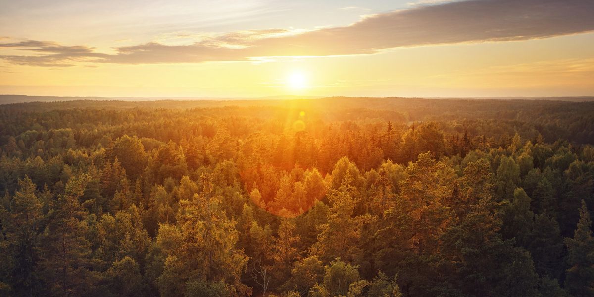 sunrise over a forest - Earth Day