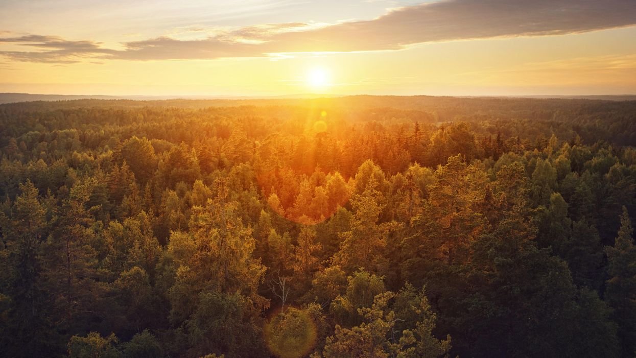 sunrise over a forest - Earth Day