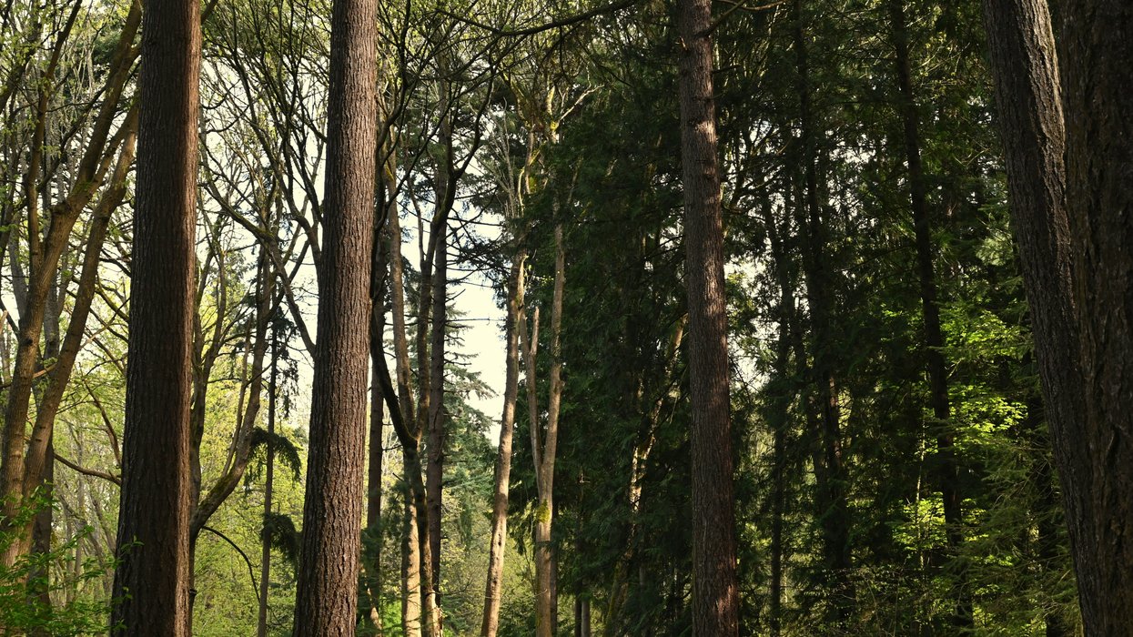 Green Seattle Partnership: A Role Model for Urban Forest Restoration