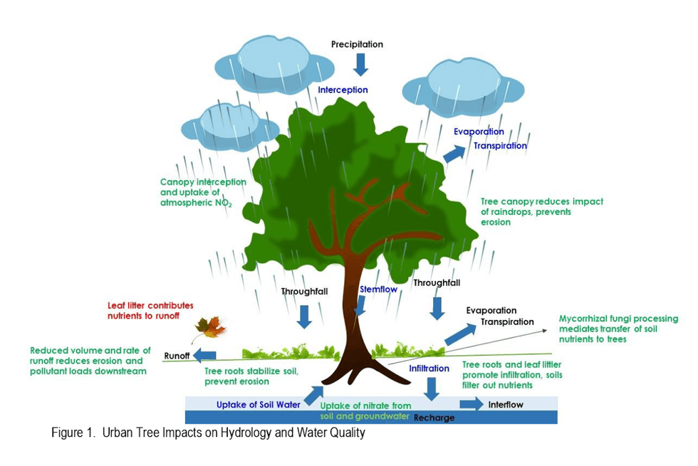 This figure shows how an urban tree absorbs water and can impact flooding and water quality