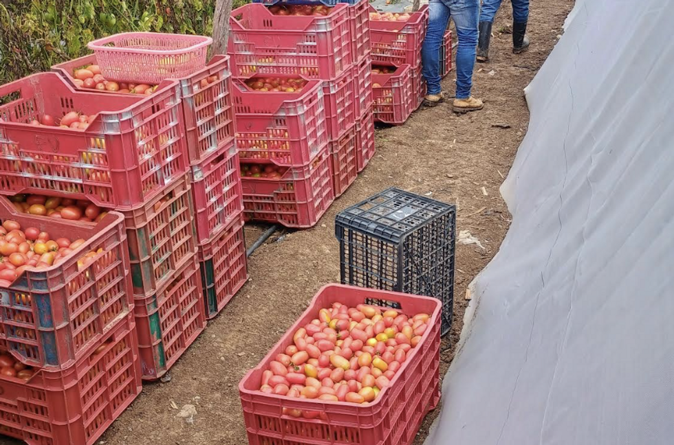 Tomatoes grown by Guatemalan farmers with help from the UVG Climate Smart Agriculture Project.